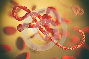 Microscopic view of the ebola virus illustration