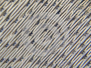 Microscopic View of the Epidermal Cells of an Onion