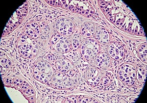 Microscopic view of epithelial tissue showing