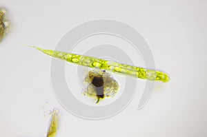 Microscopic view of euglenoid Lepocinclis