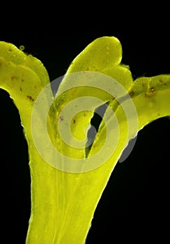 Microscopic view of Euphorbia flower pistil