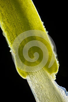 Microscopic view of flower stamen