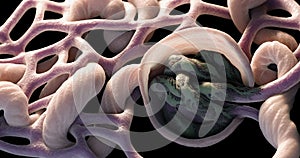 3D Rendering of Close up of Human Kidney Glomerulus and Bowman Capsule