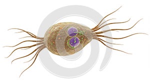 Microscopic view of Giardia intestinalis parasite