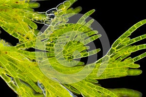 Microscopic view of green algae Cladophora