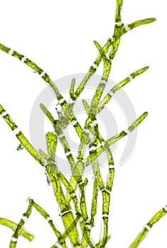 Microscopic view of green algae (Cladophora) branch