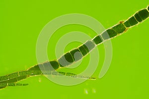 Microscopic view of green algae Cladophora filaments