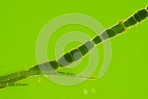 Microscopic view of green algae Cladophora filaments photo