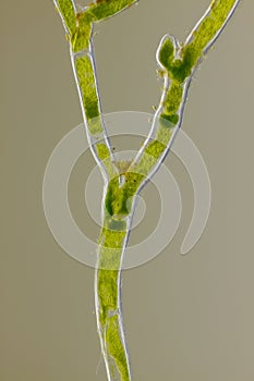 Microscopic view of green algae Cladophora forked branch