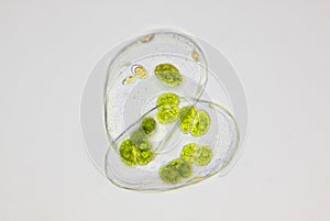 Microscopic view of green algae Cosmarium inside empty Ostracod shell