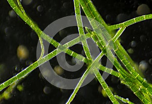 Microscopic view of green algae plants