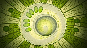 Microscopic View of Green Plant Cell Structure with Chloroplasts