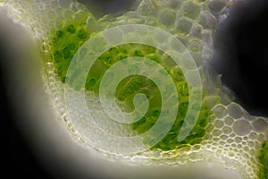 Microscopic view of Horsetail (Equisetum arvense) stem cross-section