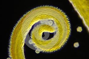 Microscopic view of a Meadow goats-beard Tragopogon pratensis curled flower stigma detail