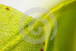 Microscopic view of moss leaf detail