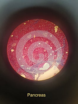 Microscopic view of pancreas