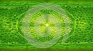 Microscopic View of Plant Cell Structure