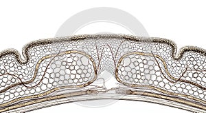 Microscopic view of a plant stem cross-section showing vascular bundles and cellular structure