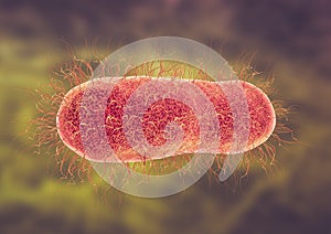 Microscopic view of Salmonella enterica serotype Typhi that causes typhoid fever