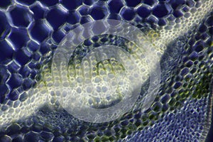 Microscopic view of Spurge (Euphorbia sp.) vascular bundle