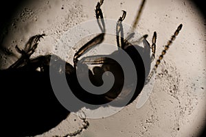 Microscopic View of a Termite Head and Segmented Anten