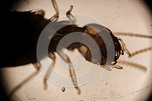 Microscopic View of a Termite Head and Segmented Anten