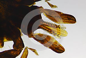 Microscopic view of a tick Ixodidae, hard tick head and mouth