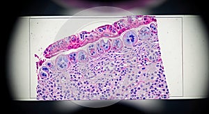 Microscopic View of Tissue Sample Cells