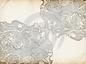 Microscopic view of tissue sample with cellular structures