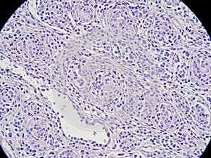 Microscopic view of tissue sample