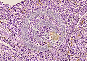 Microscopic view of a tissue sample showing cellular structures and nuclei