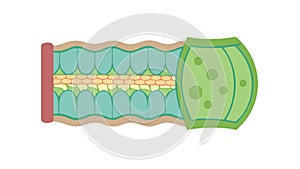Microscopic View of Tissue Structure, vector design Generative AI