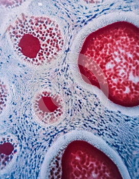 A microscopic view of a vibrant, organic pattern, with a mesmerizing array of red circles on a white background