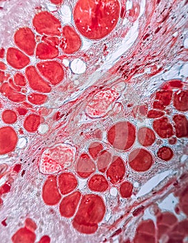 A microscopic view of a vibrant, organic pattern, with a mesmerizing array of red circles on a white background