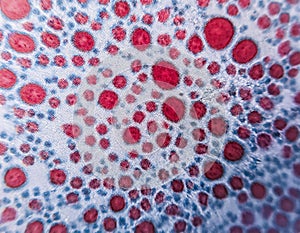 A microscopic view of a vibrant, organic pattern, with a mesmerizing array of red circles on a white background