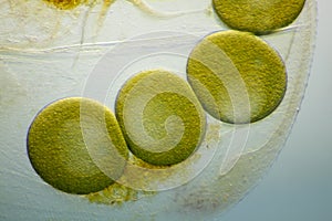 Microscopic view of a water flea parthenogenetic eggs inside shell carapace