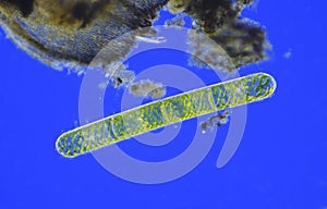 Microscopic view of young green algae (Spirogyra) cells photo