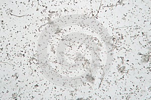 Microscopic volatile spores of puffball fungus. Lycoperdon, Basidiomycota photo
