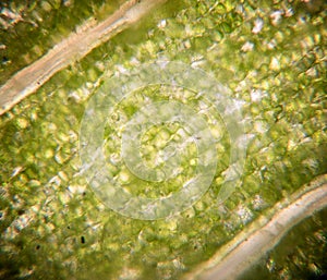 Leaf cells under microscope. micrograph, leaf under a microscope, organ-producing oxygen and carbon dioxide, the process
