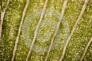 Leaf cells under microscope. micrograph, leaf under a microscope, organ-producing oxygen and carbon dioxide, the process