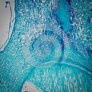 Microscopy corn embryo