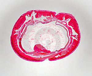 Microscopy Magnified View Earthworm Cross Section Prepared Slide