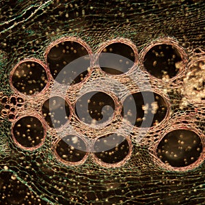 Microscopy micrograph stem of pumpkin