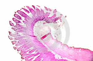 Microscopy photography. Small intestine transversal section. photo