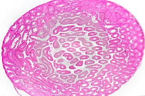 Microscopy photography. Testis, seminiferous tubules, cross sect