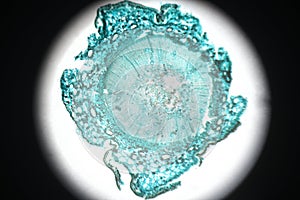 Microscopy Pine Stem cross section photo