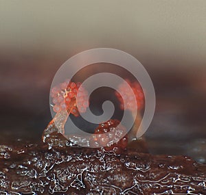 Microscoric colonies of myxobateria look like flowers or corals