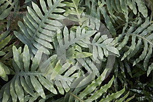 Microsorum diversifolium fern