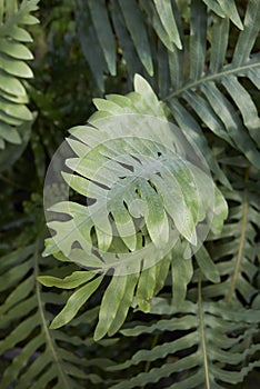 Microsorum diversifolium fern