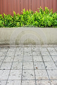 Microsorum punctatum fern, batten wooden fence and pavement